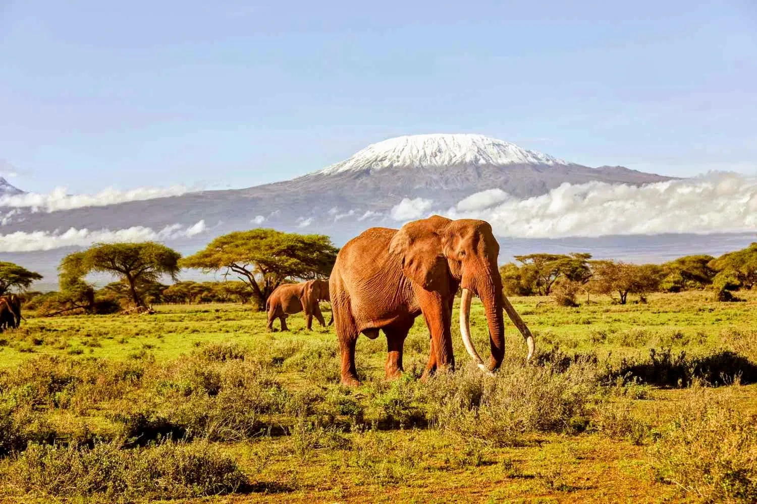 Africa - Safari silhouettes against a glowing sunset