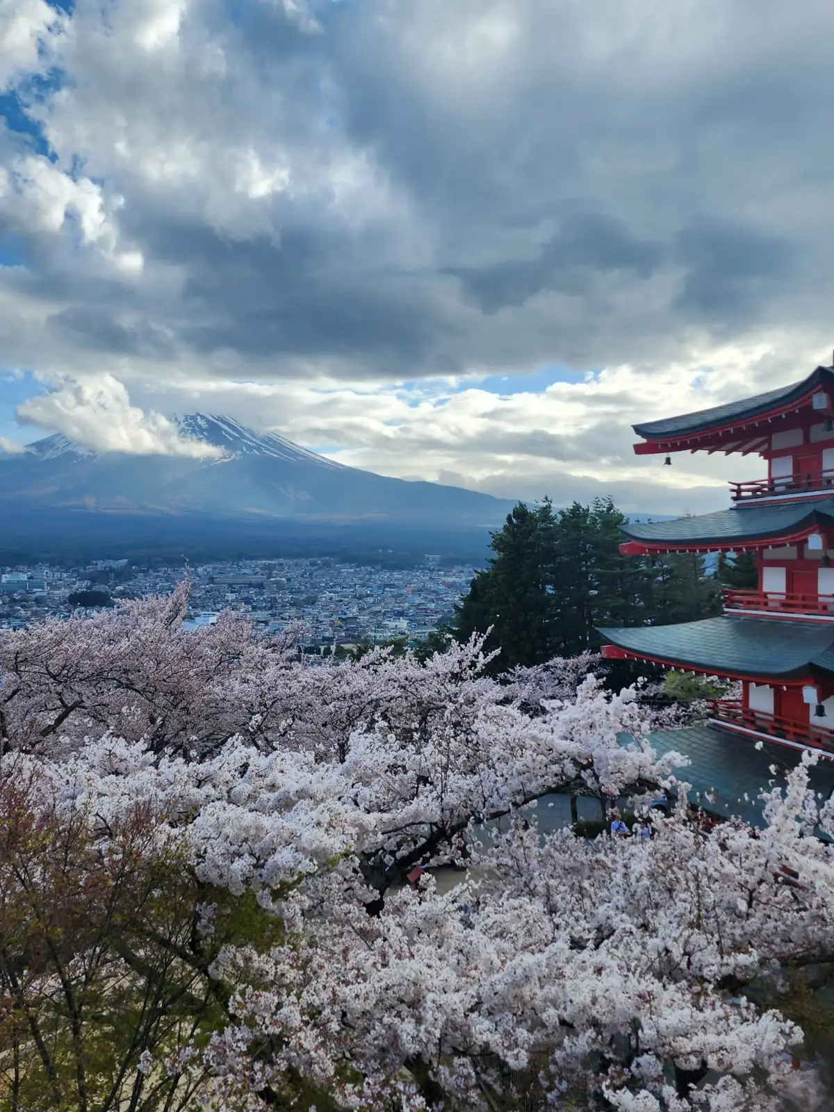 Japan - Mount Fuji framed by cherry blossoms